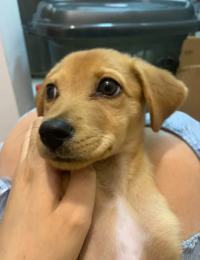 Cachorro raça SRD-ViraLata idade 2 a 6 meses nome Root