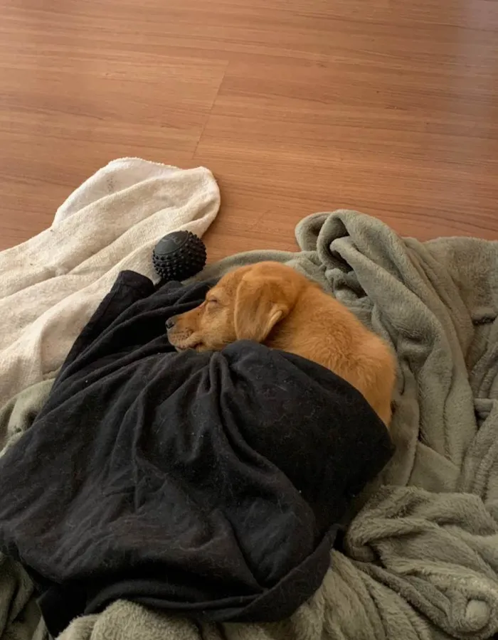 Cachorro raça SRD-ViraLata idade 2 a 6 meses nome Root