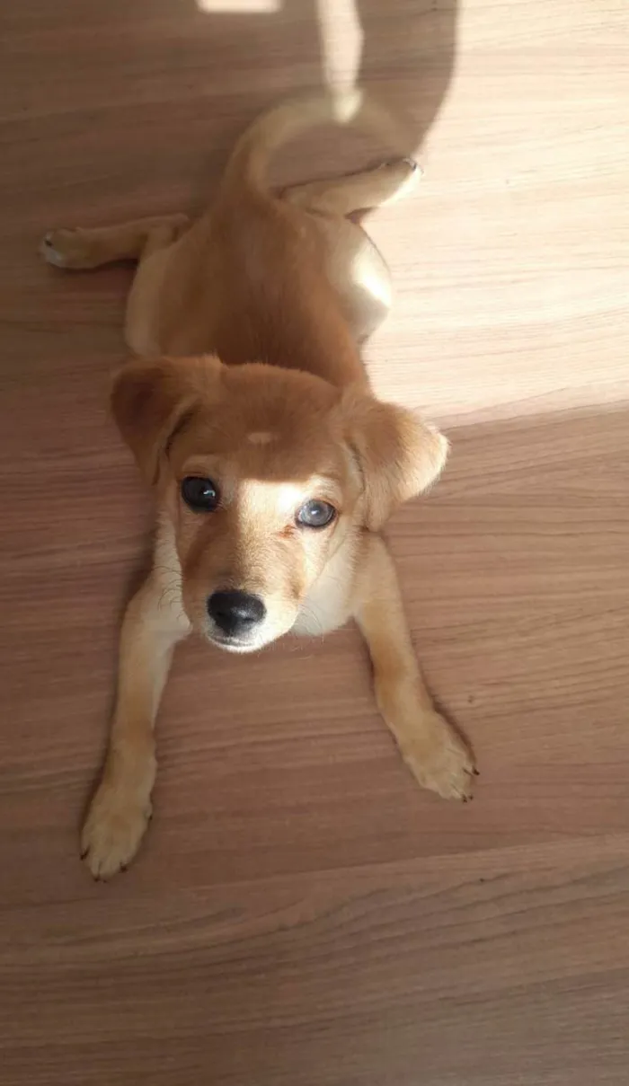 Cachorro raça SRD-ViraLata idade 2 a 6 meses nome Root