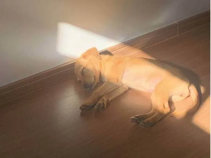 Cachorro raça SRD-ViraLata idade 2 a 6 meses nome Root