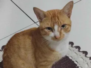 Gato raça Garfield idade 7 a 11 meses nome Garfield 