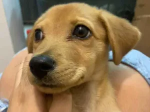 Cachorro raça SRD-ViraLata idade 2 a 6 meses nome Root