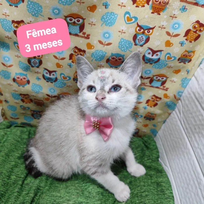 Gato raça SRD-ViraLata idade 2 a 6 meses nome Larissa 