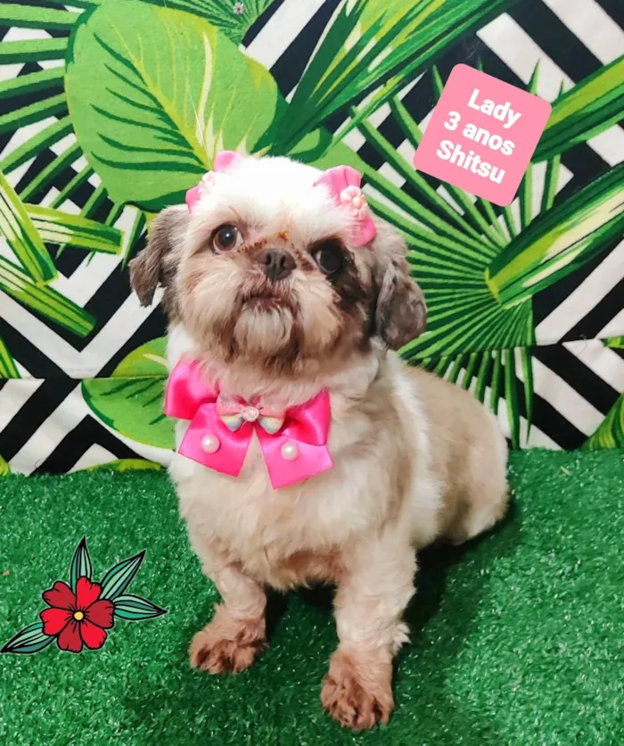Cachorro raça Shitzu idade 3 anos nome Lady