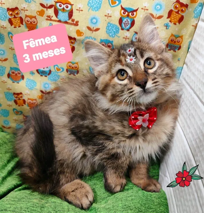 Gato raça SRD-ViraLata idade 2 a 6 meses nome Isadora gata