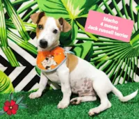Cachorro raça Jack Russell Terrier  idade 2 a 6 meses nome Lucas 