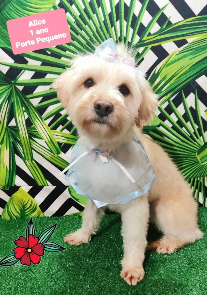 Cachorro raça SRD-ViraLata idade 1 ano nome Alice