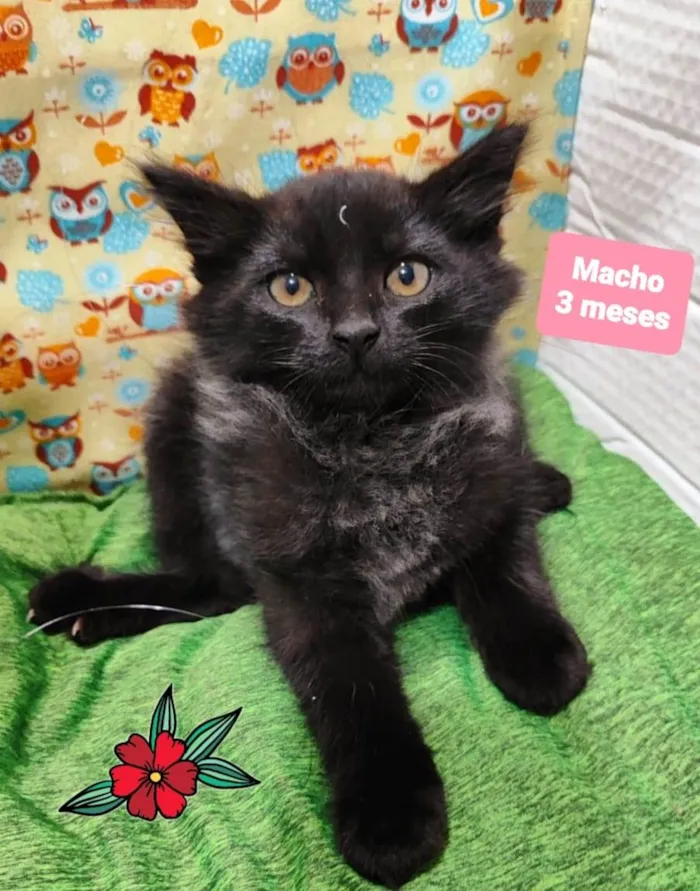 Gato raça SRD-ViraLata idade 2 a 6 meses nome Rick