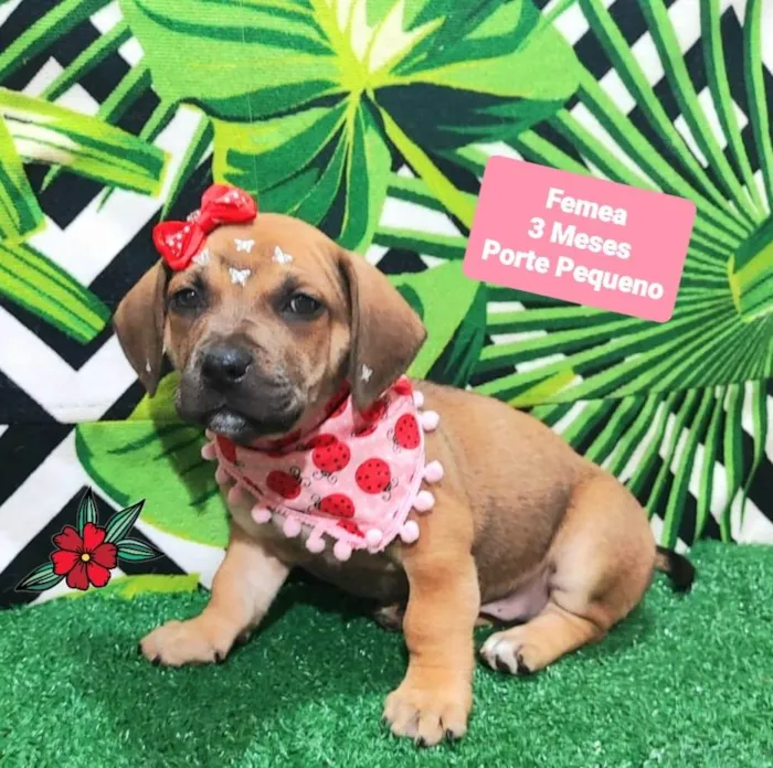 Cachorro raça SRD-ViraLata idade 2 a 6 meses nome Tina