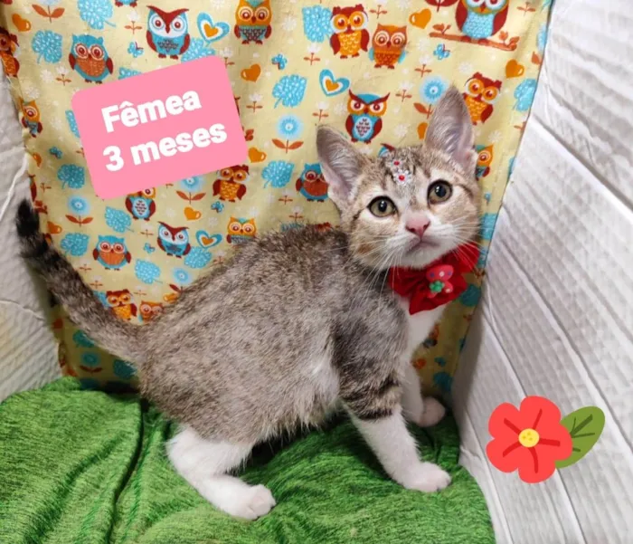 Gato raça SRD-ViraLata idade 2 a 6 meses nome Margo