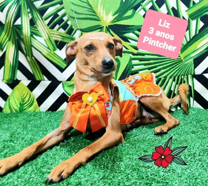 Cachorro raça Pinscher idade 3 anos nome Liz 