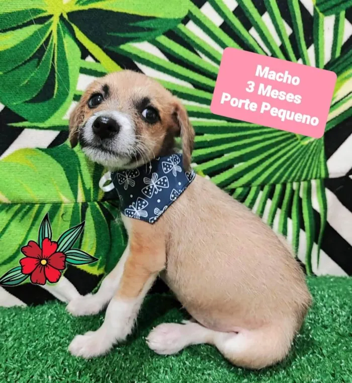 Cachorro raça SRD-ViraLata idade 2 a 6 meses nome Baily