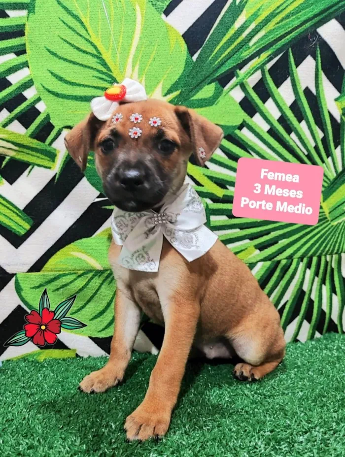 Cachorro raça SRD-ViraLata idade 2 a 6 meses nome Yara