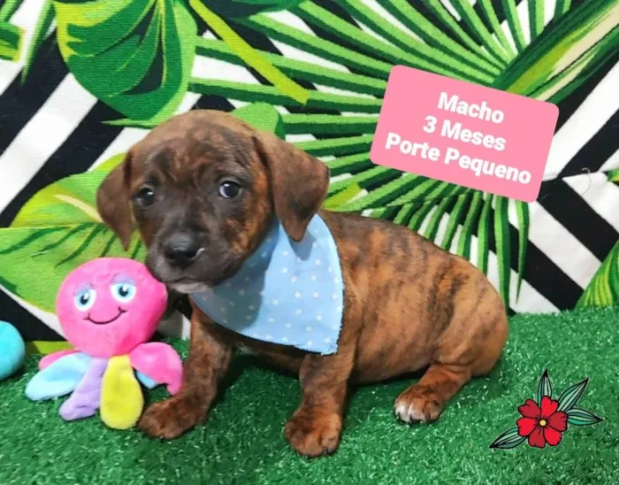 Cachorro raça SRD-ViraLata idade 2 a 6 meses nome Tobias 