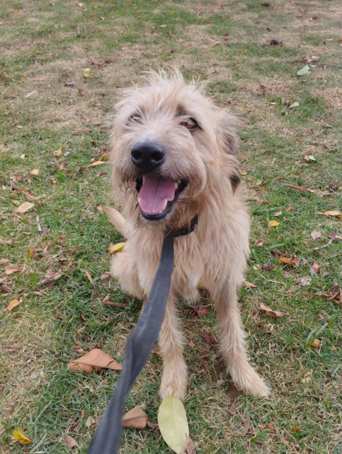 Cachorro ra a SRD-ViraLata idade 2 anos nome Raulzito