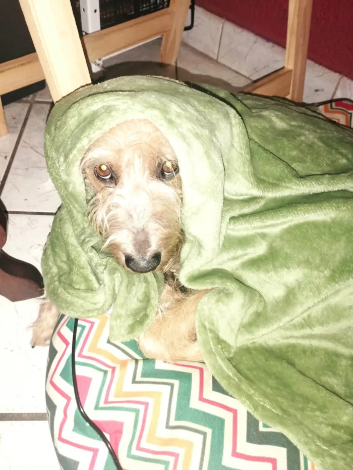 Cachorro ra a SRD-ViraLata idade 2 anos nome Raulzito