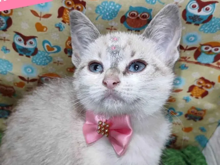 Gato raça SRD-ViraLata idade 2 a 6 meses nome Larissa 