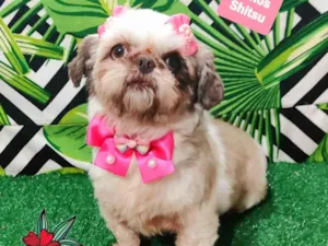 Cachorro raça Shitzu idade 3 anos nome Lady