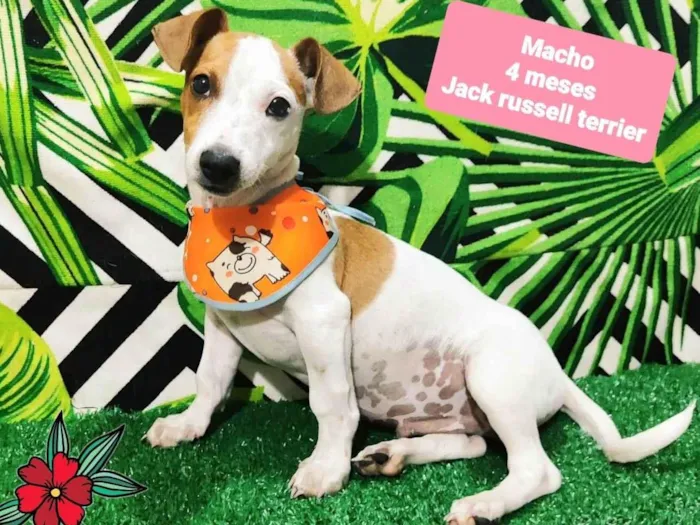 Cachorro raça Jack Russell Terrier  idade 2 a 6 meses nome Lucas 