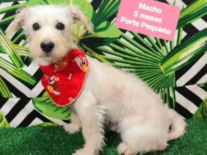 Cachorro raça SRD-ViraLata idade 2 a 6 meses nome Belo