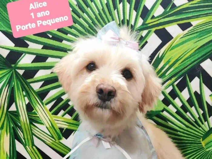 Cachorro raça SRD-ViraLata idade 1 ano nome Alice
