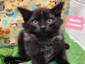 Gato raça SRD-ViraLata idade 2 a 6 meses nome Rick
