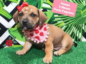 Cachorro raça SRD-ViraLata idade 2 a 6 meses nome Tina