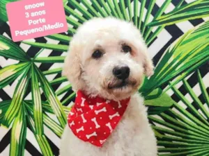 Cachorro raça SRD-ViraLata idade 3 anos nome Snoow 