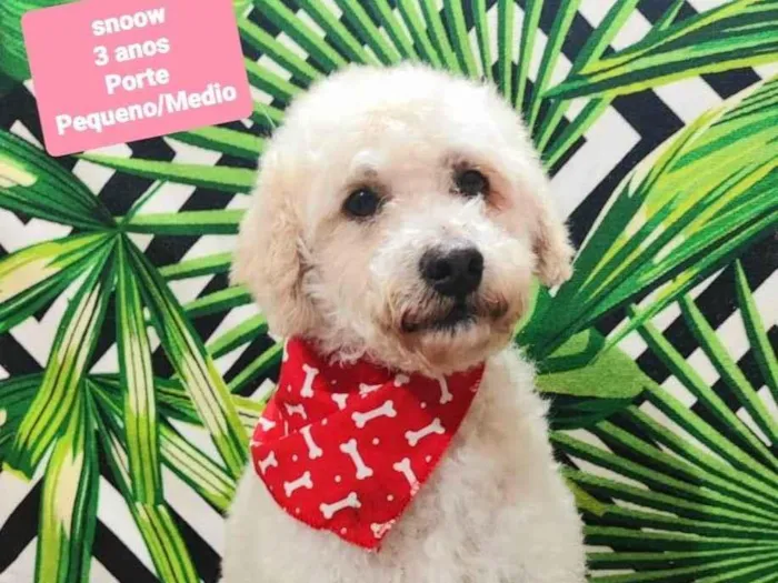 Cachorro raça SRD-ViraLata idade 3 anos nome Snoow 