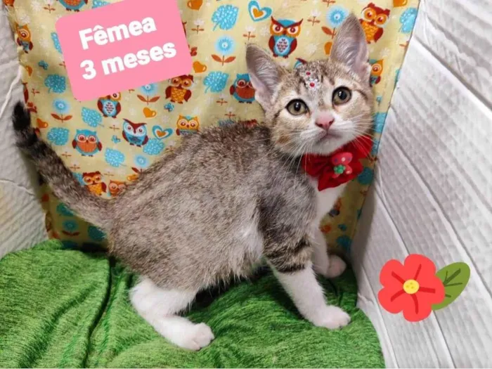 Gato raça SRD-ViraLata idade 2 a 6 meses nome Margo