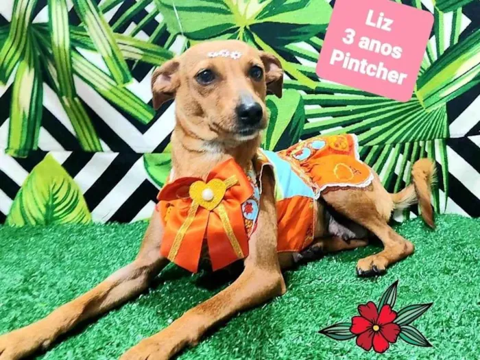 Cachorro raça Pinscher idade 3 anos nome Liz 