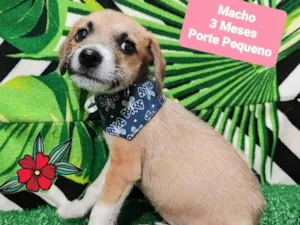Cachorro raça SRD-ViraLata idade 2 a 6 meses nome Baily