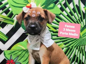 Cachorro raça SRD-ViraLata idade 2 a 6 meses nome Yara