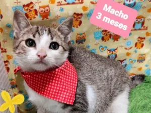 Gato raça SRD-ViraLata idade 2 a 6 meses nome  Bony