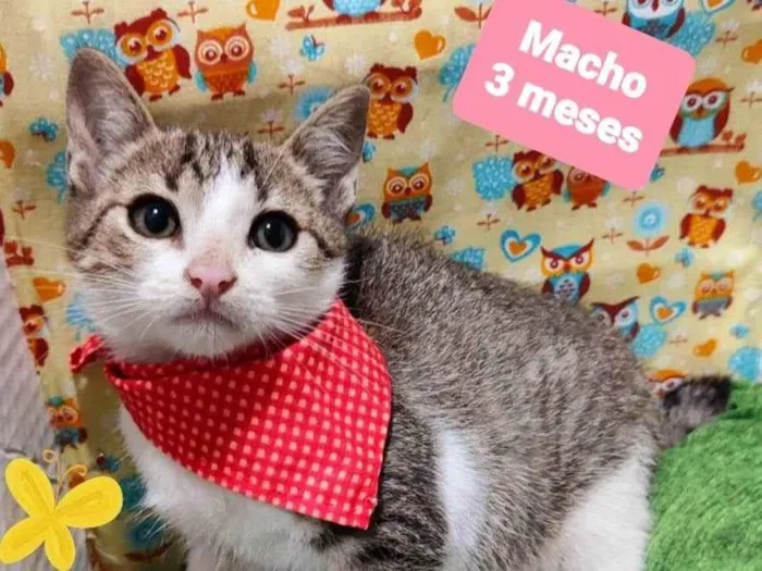 Gato raça SRD-ViraLata idade 2 a 6 meses nome  Bony