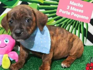 Cachorro raça SRD-ViraLata idade 2 a 6 meses nome Tobias 