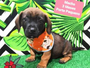 Cachorro raça SRD-ViraLata idade 2 a 6 meses nome Diego