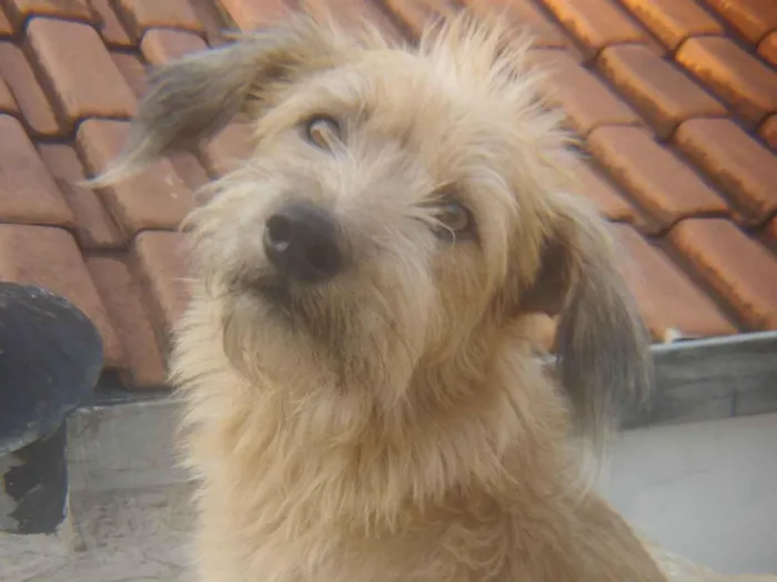 Cachorro ra a SRD-ViraLata idade 2 anos nome Raulzito