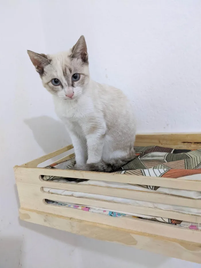 Gato ra a SRD-ViraLata idade 2 a 6 meses nome LUA