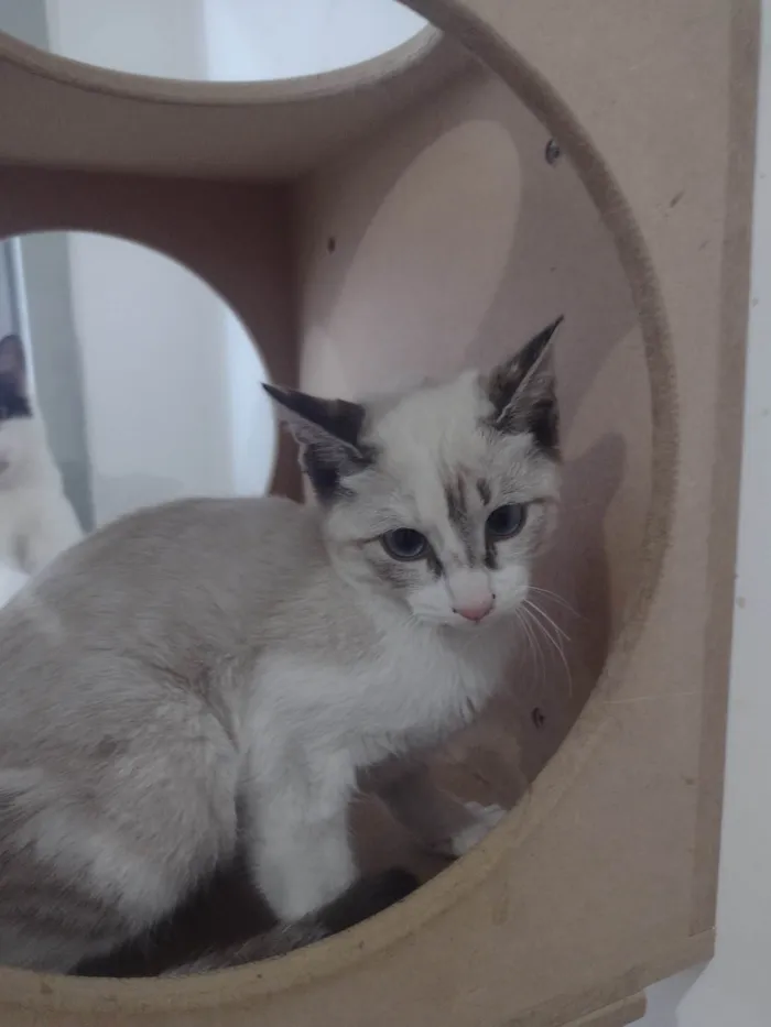 Gato ra a SRD-ViraLata idade 2 a 6 meses nome LUA