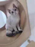 LUA