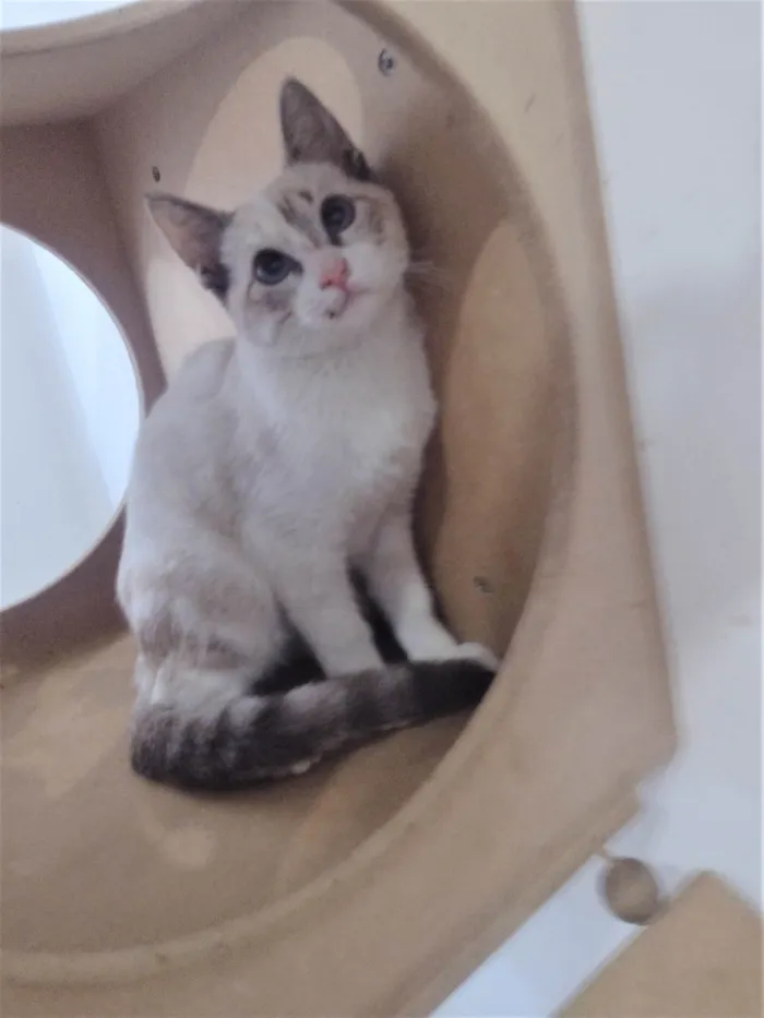 Gato ra a SRD-ViraLata idade 2 a 6 meses nome LUA