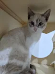 LUA