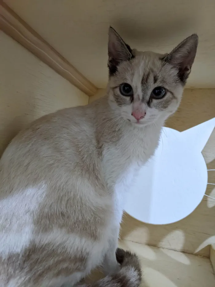 Gato ra a SRD-ViraLata idade 2 a 6 meses nome LUA
