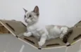 LUA