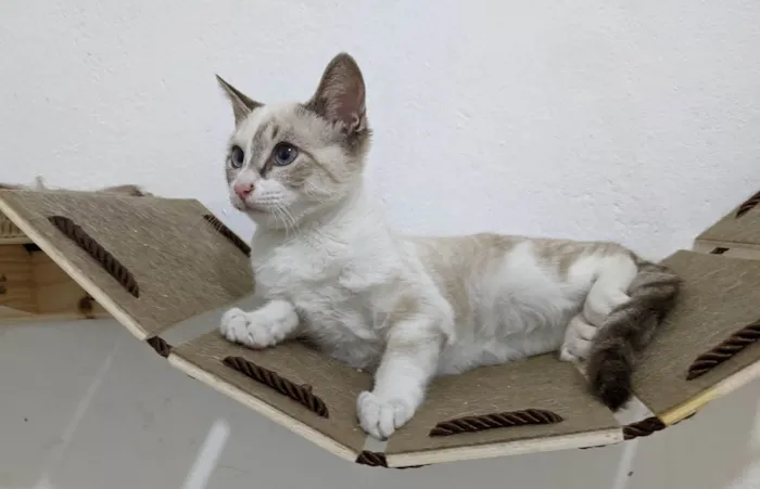 Gato ra a SRD-ViraLata idade 2 a 6 meses nome LUA
