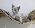 LUA