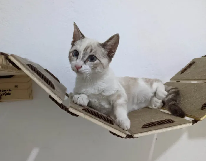 Gato ra a SRD-ViraLata idade 2 a 6 meses nome LUA