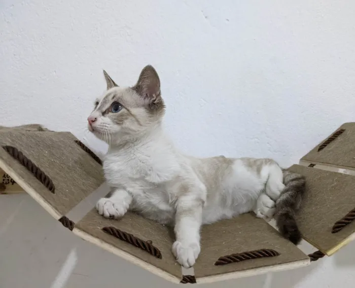 Gato ra a SRD-ViraLata idade 2 a 6 meses nome LUA