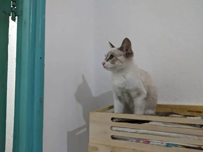Gato ra a SRD-ViraLata idade 2 a 6 meses nome LUA